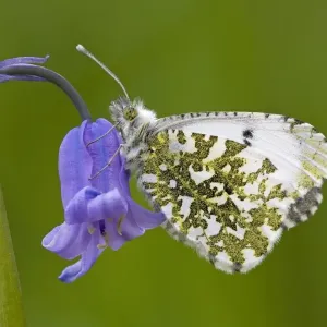Orange Tip Butterfly - resting on Bluebell flower - Cannock Chase - Staffordshire Orange Tip Butterfly - resting on Bluebell flower - Cannock Chase - Staffordshire