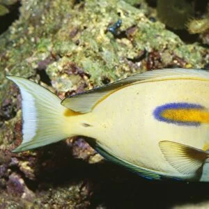 Orangeband Surgeonfish - Hawaii to Japan