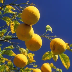 Oranges Oranges