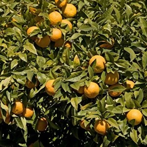 Oranges - on tree - Andalucia - Spain