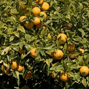 Oranges - on tree - Andalucia - Spain Oranges - on tree - Andalucia - Spain