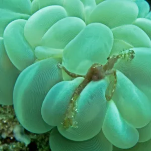 Orangutan Crab - by Bubble Coral - The long hairs on the body of this crab enable it to attach small particals as camouflage. Sometimes only the orange eyes can be seen protruding from the hairy body. Indonesia Indonesia