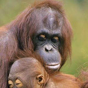 Orangutan - mother with young. 4Mp273