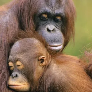 Orangutan - mother with young. 4Mp273 Orangutan - mother with young. 4Mp273