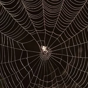 An Orb-weaver spider (fam. Araneidae) in web
