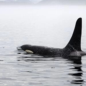 Orca / Killer Whale. Johnstone Strait - British Colombia - Canada