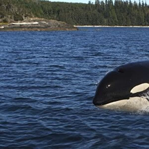 Orca / Killer Whale. Johnstone Strait - British Colombia - Canada