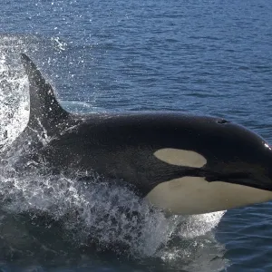 Orca / Killer Whale - leaping / jumping. Johnstone Strait - British Colombia - Canada Orca / Killer Whale - leaping / jumping. Johnstone Strait - British Colombia - Canada