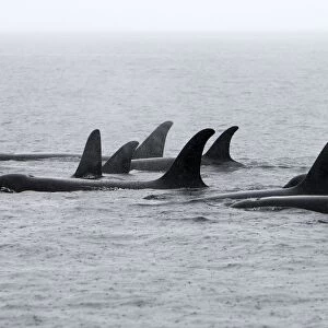 Orca / Killer Whale - pod / group in rain. Johnstone Strait - British Colombia - Canada