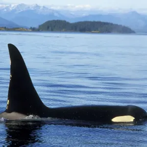 Orca whale - male. ml207 Orca whale - male. ml207