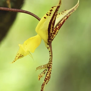 Orchid Braulio Carillo N. P. Costa Rica