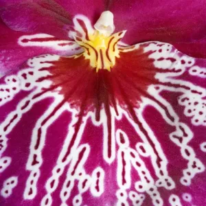 Orchid -'Miltoniopsis Rubis falls - close-up of petal - South America Orchid -'Miltoniopsis Rubis falls - close-up of petal - South America