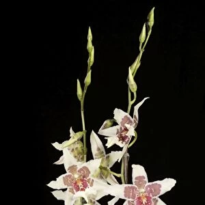 Orchid - Odontoglossum Tahoma - South America