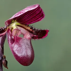 Orchid - Paphiopedilum Black Jack - Tropical Asia