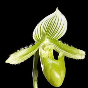 Orchid - Paphiopedilum. Orchid. Tropical Asia