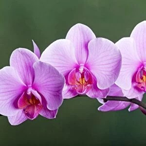 Orchid - Phalaenopsis Sacramento - Asia