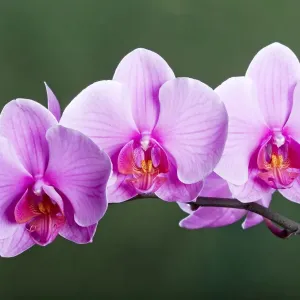 Orchid - Phalaenopsis Sacramento - Asia Orchid - Phalaenopsis Sacramento - Asia