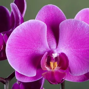 Orchid - Valentine - Asia