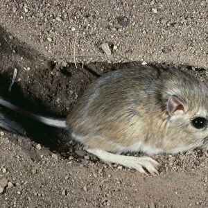Ord's Kangaroo Rat - in burrow Arizona, USA