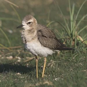 Oriental Plover - Also known as Oriental Dotterel or Eastern Sand Plover. Non-breeding plumage. Photographed 15 September, recently arrived in Australia from N China and Mongolia