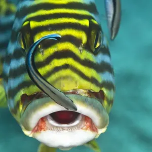 Oriental Sweetlips - being cleaned by two Cleaner Wrasse Fish (Labroides dimidiatus) - Maldives Oriental Sweetlips - being cleaned by two Cleaner Wrasse Fish (Labroides dimidiatus) - Maldives