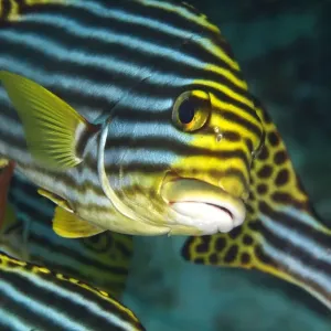 Oriental Sweetlips - Maldives Oriental Sweetlips - Maldives