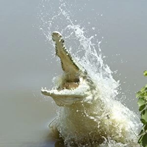 Orinoco crocodile - female jumps out of the water to protect nest in the river bank Hato El Frio, Venezuela Crocodilus intermedius