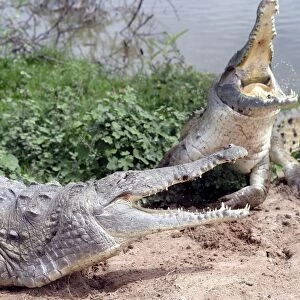 Orinoco crocodile - two fighting Hato El Frio. Venezuela