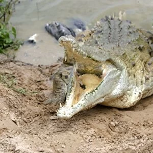 Orinoco crocodile - mother jumps out of the water to protect nest in bank Hato El Frio. Venezuela