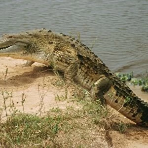 Orinoco Crocodile WAT6468 Crocodilus intermedius © M. Watson / ARDEA LONDON