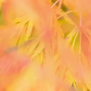 Ornamental maple - yellow and red coloured ornamental maple leaves in autumn - Baden-Wuerttenberg, Germany Ornamental maple - yellow and red coloured ornamental maple leaves in autumn - Baden-Wuerttenberg, Germany