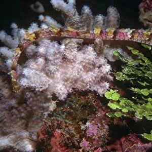 Ornate Pipefish - Hiding in soft coral and calcaeous alga. Banda, Banda sea, Indonesia, Indo Pacific PIP-003