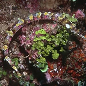 Ornate Pipefish - Hiding against sponges and Calcareous alga Banda Island, Banda Sea, Indonesia, Indo Pacific PIP-400