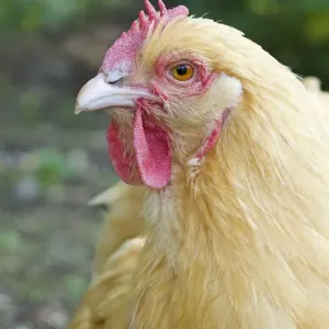 Orpington Buff Domestic chicken breed Essex, UK BI021197