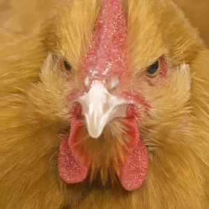 Orpington Chicken - in studio