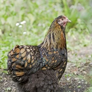 Orpington Gold Laced Domestic chicken breed Essex, UK BI021198