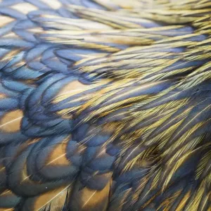 Orpington Gold Laced - feather detail Domestic chicken breed Essex, UK BI021202