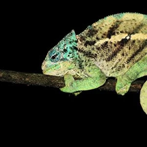 O'Shaughnessy's Chameleon - male - at night - Montagne d'Ambre National Park - Antsiranana - Northern Madagascar