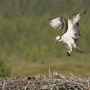Osprey - Bringing Fish to Nest Pandion haliaetus Finland BI014811