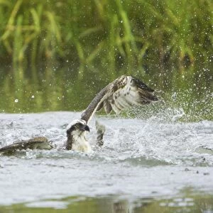 Osprey - Catching Fish Pandion haliaetus Finland BI014758