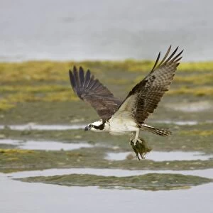 Osprey - with collected nest material Ding Darling NWR, florida, USA BI001312