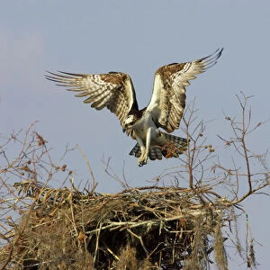 Osprey - coming in to land at nest Cypress Lake, florida, USA BI001350