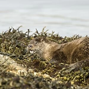 Otter - Alert posture amongst seaweed and rocks - Isle of Mull - Scotland