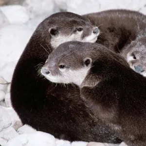 Otter KEL 1085 Asian Small Clawed. Rainforests; India to Sumatra Aonyx cinerea © Ken Lucas ARDEA LONDON