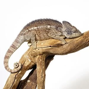 Oustalet's Chameleon - male