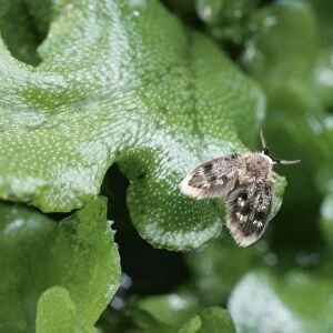 Owl Midge / Moth Fly SPH 2442 (Diptera) Pericoma fuliginosa © Steve Hopkin / ARDEA LONDON