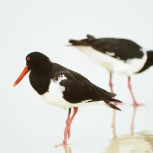 Oystercatcher - foraging at water's edge on surf beach for Eugarie shell (Donax deltoides) Oystercatcher - foraging at water's edge on surf beach for Eugarie shell (Donax deltoides)