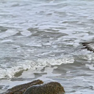 Oystercatcher - landing on rock - North Wales 8536