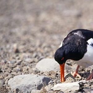 Oystercatcher - at nest with egg