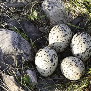 Oystercatcher - nest with four eggs. Varanger - Norway